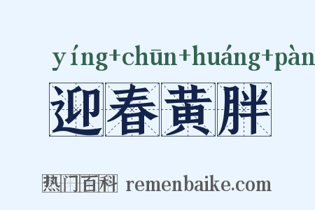 迎春黄胖是什么意思的图片